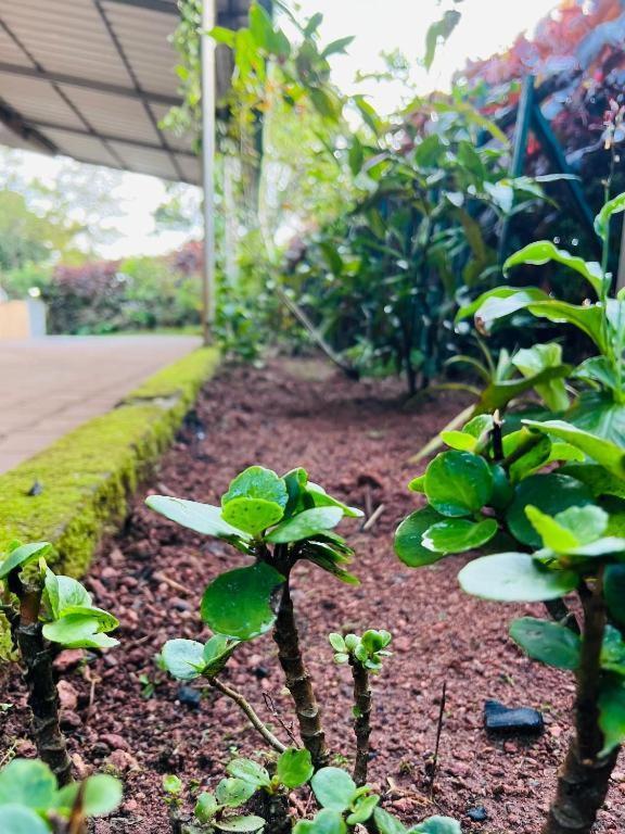 Westernghats Homestay Madikeri Exteriör bild