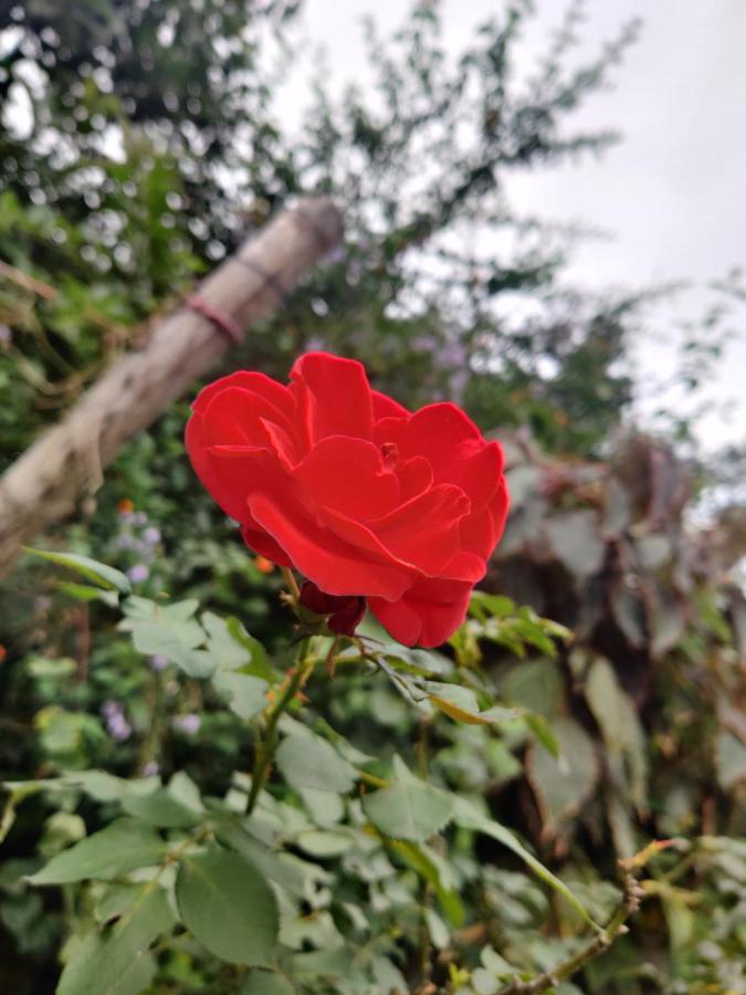 Westernghats Homestay Madikeri Exteriör bild